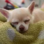 Программы лояльности казино без депозита - коллективный выбор