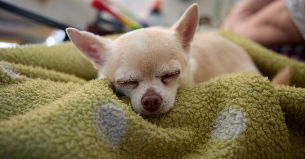 Программы лояльности казино без депозита - коллективный выбор